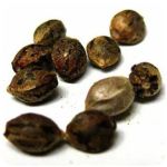 Семена марихуаны АК-47  (Seeds AK-47) в Абдулино